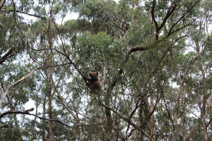 Melbourne to Adelaide-014